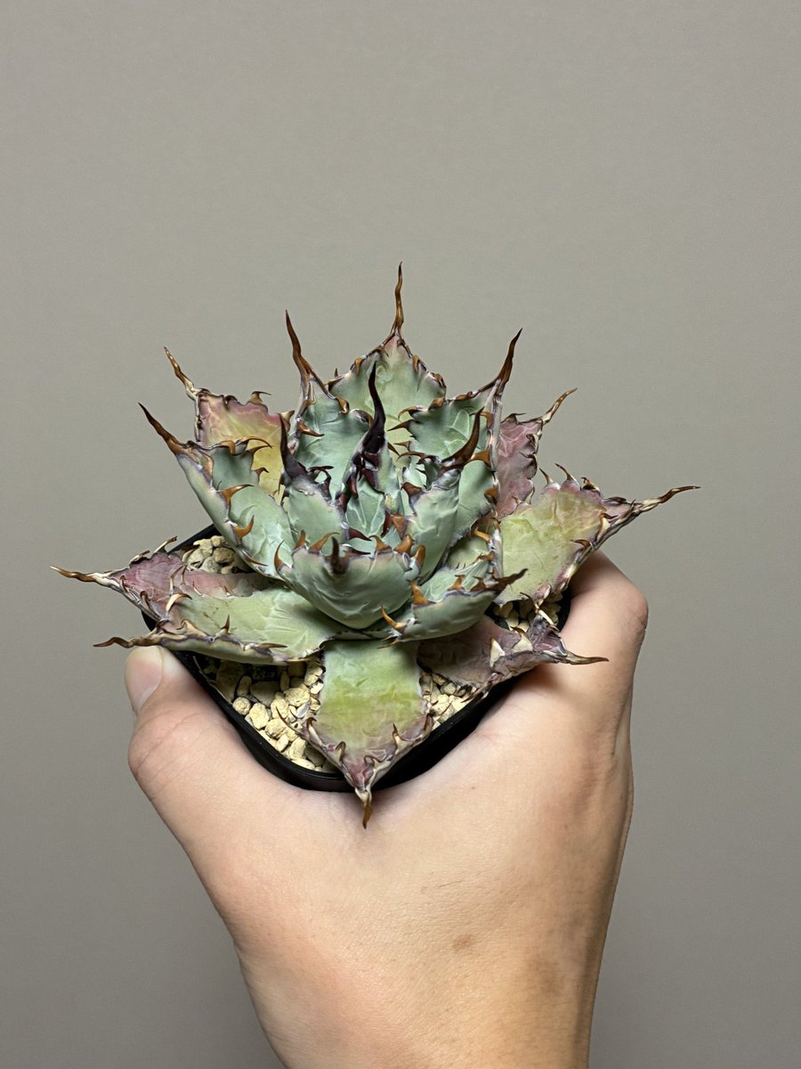 あむ@あむぷらんつ (@amuplants) / Posts / X