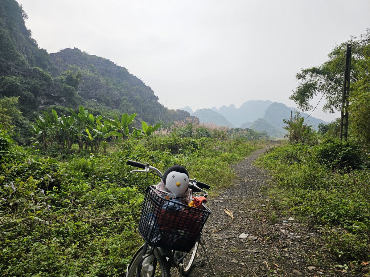 PinguinFridolin's tweet photo. #TrangAn #Vietnam #Biking #MarvinOnTour https://t.co/bVYHyVEUZp