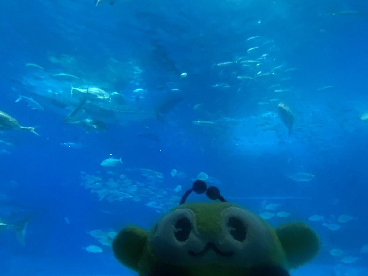 美ら海〰️〰️〰️〰️ん‼️
みんくる1億分くらいの水槽だったね〰️