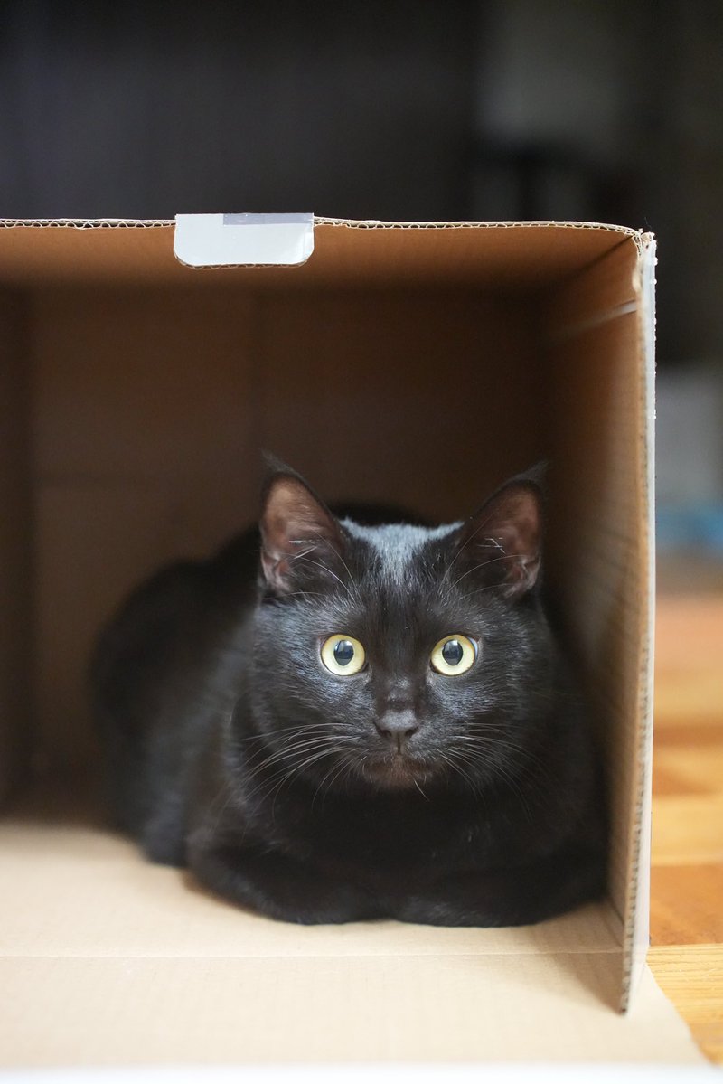 黒猫つくねちゃん太しっぽ (@oreo_blackcat) / Posts / X