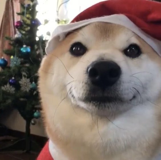 이소희 강아지 tweet media