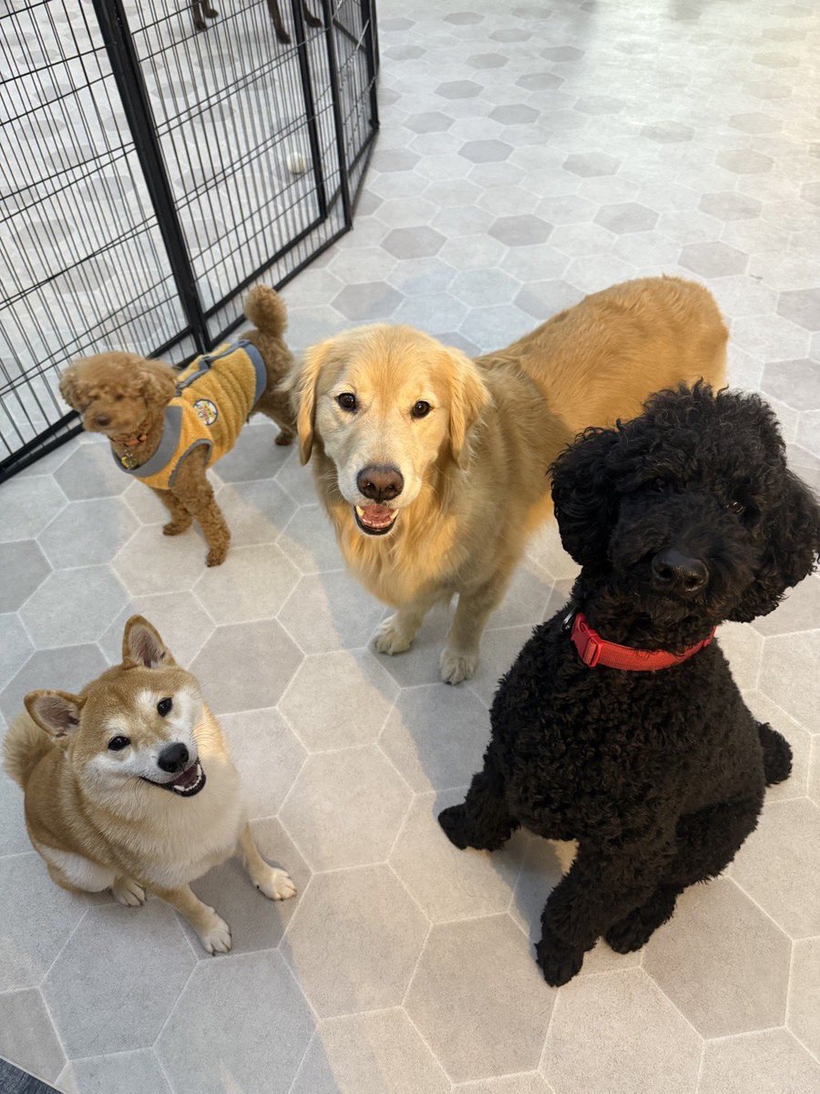 名犬もなかまる (@meikenmonaka0) / Posts / X