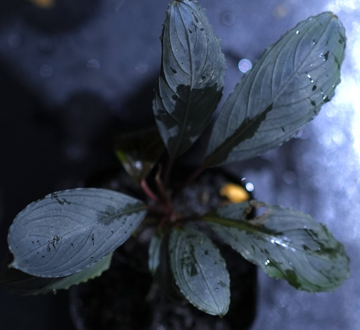 Bucephalandra kishii【AZ0420-6】 Bucephalandra kishii from Kapuas【AZ0420-6】 この間、株分けした子