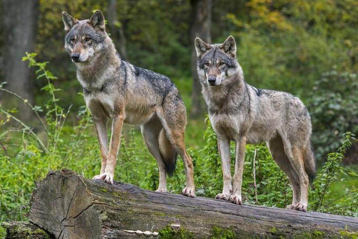 …bliques.developpement-durable.gouv.fr/projet-d-arret…

Si vous avez 2 minutez, svp scrollez en bas de cette page et mettez un commenaire avec le titre "avis défavorable", c'est pour tenter d'empêcher un arrêté qui retirerait le loup des espèces protégées françaises !