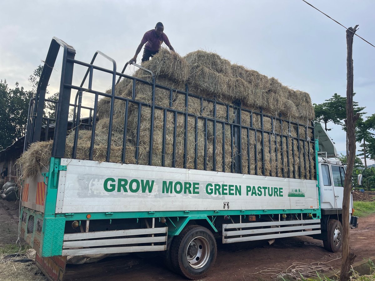 Quality Hay Available at sight farm
Contact : +256 758 178 827 / +256 788 204 529