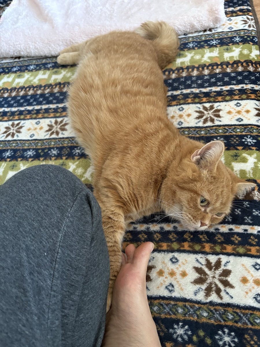 ZZm11153's tweet photo. 今日のチャイくん♡
主の足の間で自分のお手手を温めてる可愛いやつ😍
#猫のいる生活
#スコティッシュフォールド
#猫に癒される
#猫大好き https://t.co/PcXUHzo44k