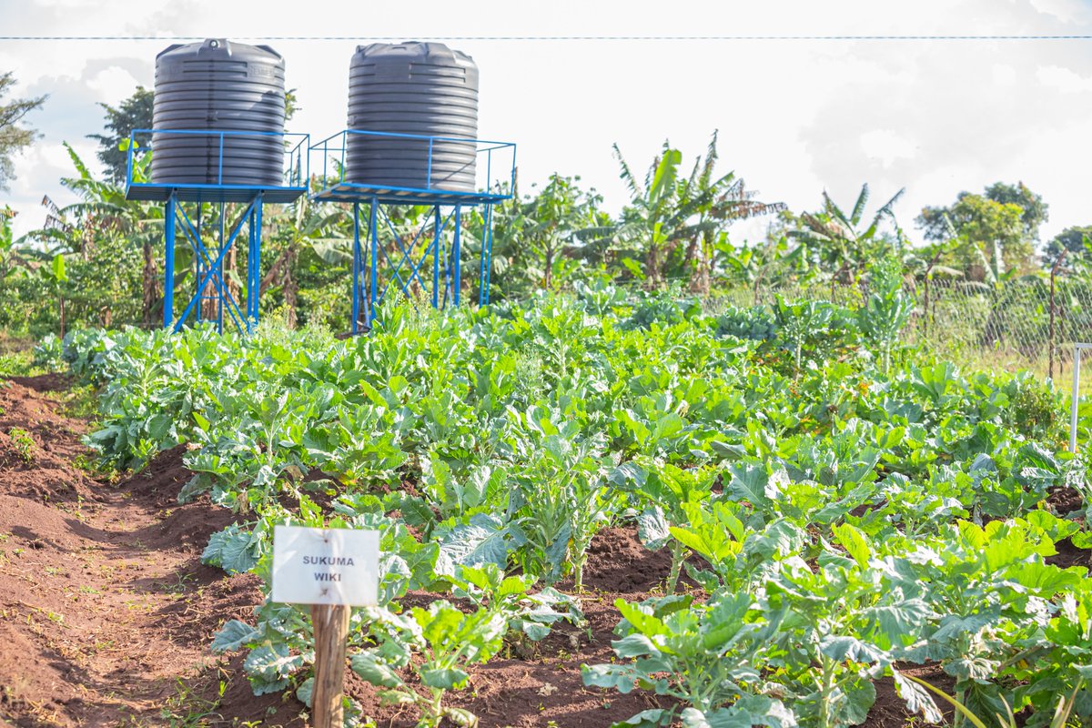 FAOUganda's tweet photo. From #climateknowledge to water for production, value chain development, &amp; farming as a business, the project reached 27,500 farmers in the 13 cattle corridor districts, with 360 farmer &amp; agro-pastoral/FFS groups &amp; inclusive value chains linking farmers to higher-value markets. https://t.co/fCguNLmnF6