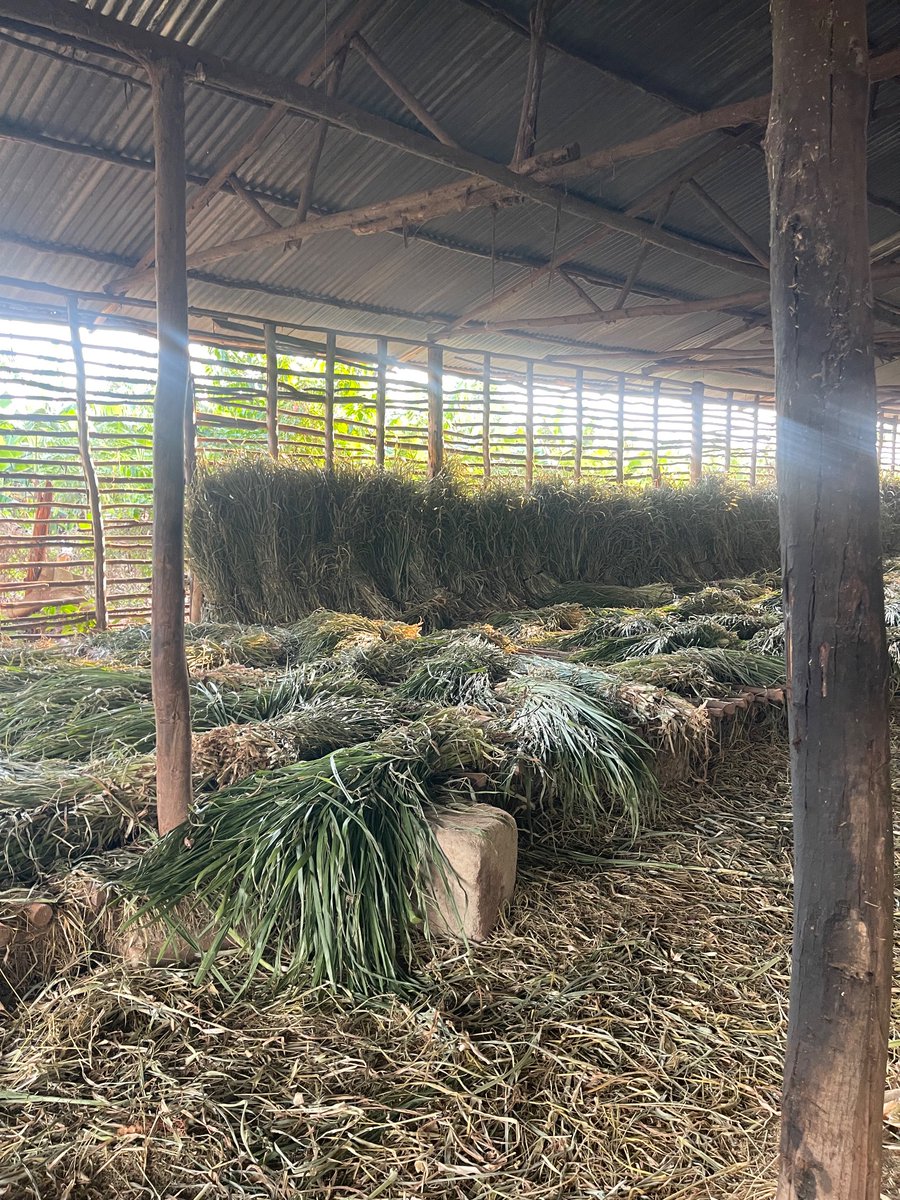 SightFarm1's tweet photo. Pasture storage🤝🤝 https://t.co/y3p6thea5C