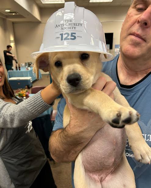 We’re proud to share that the 46th San Chan donation was made to <a href="/AntiCruelty/">Anti-Cruelty</a> 🐾

A total of 0.8 SOL was sent to help save animals and support their incredible work for animal welfare.

Huge respect to the team for dedicating their lives to protecting animals and giving them a