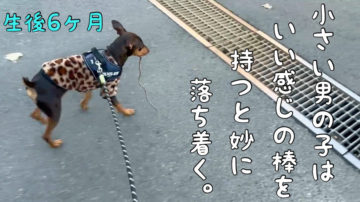 nukoandinu's tweet photo. 小さい男の子はいい感じの棒を持つと妙に落ち着く。
https://t.co/xt5sJiQ1Dg

#犬、#猫、#犬と猫、#ミニピン、#子犬、#パピー、#愛犬、#犬の散歩、#ミニチュアピンシャー、#トイプードル、#ペット、#捨て猫、#保護猫、#元野良猫、#チョコタン、#犬好きさんと繋がりたい、#猫好きさんと繋がりたい https://t.co/GT14NEvVMN