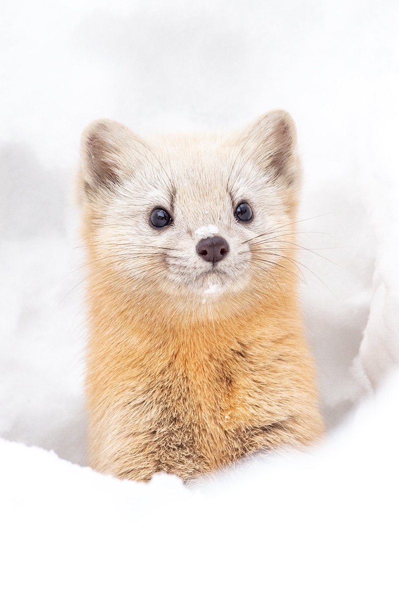 スンッとした顔がめちゃくちゃ可愛い
エゾクロテン✨