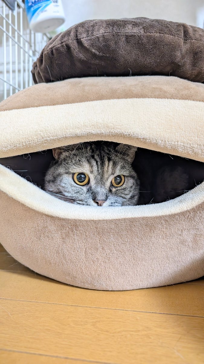 ねこさん⚡(ΦωΦ) (@catnap707) / Posts / X