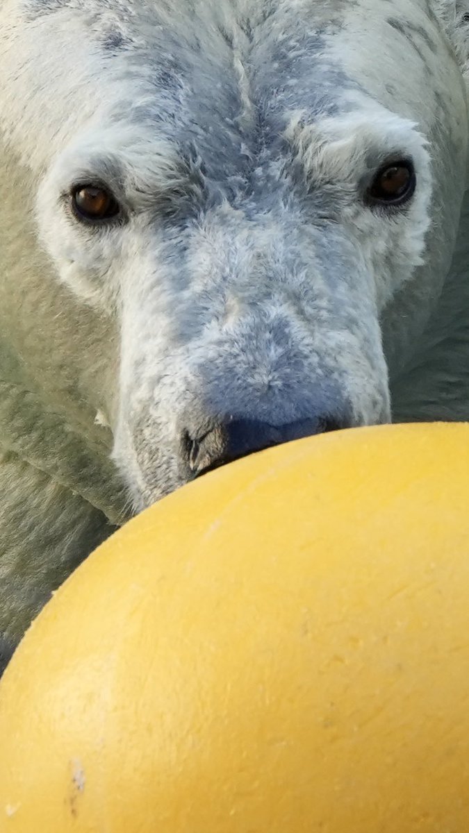 #これを見た人は何か黄色いものをあげる見た人強制