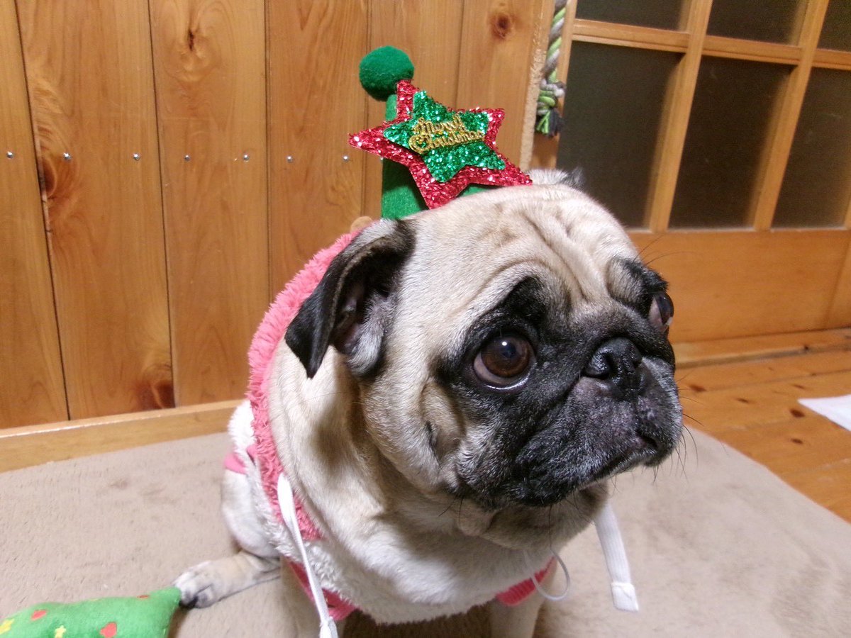 うめちゃん日記 (@Umechanpag) / Posts / X