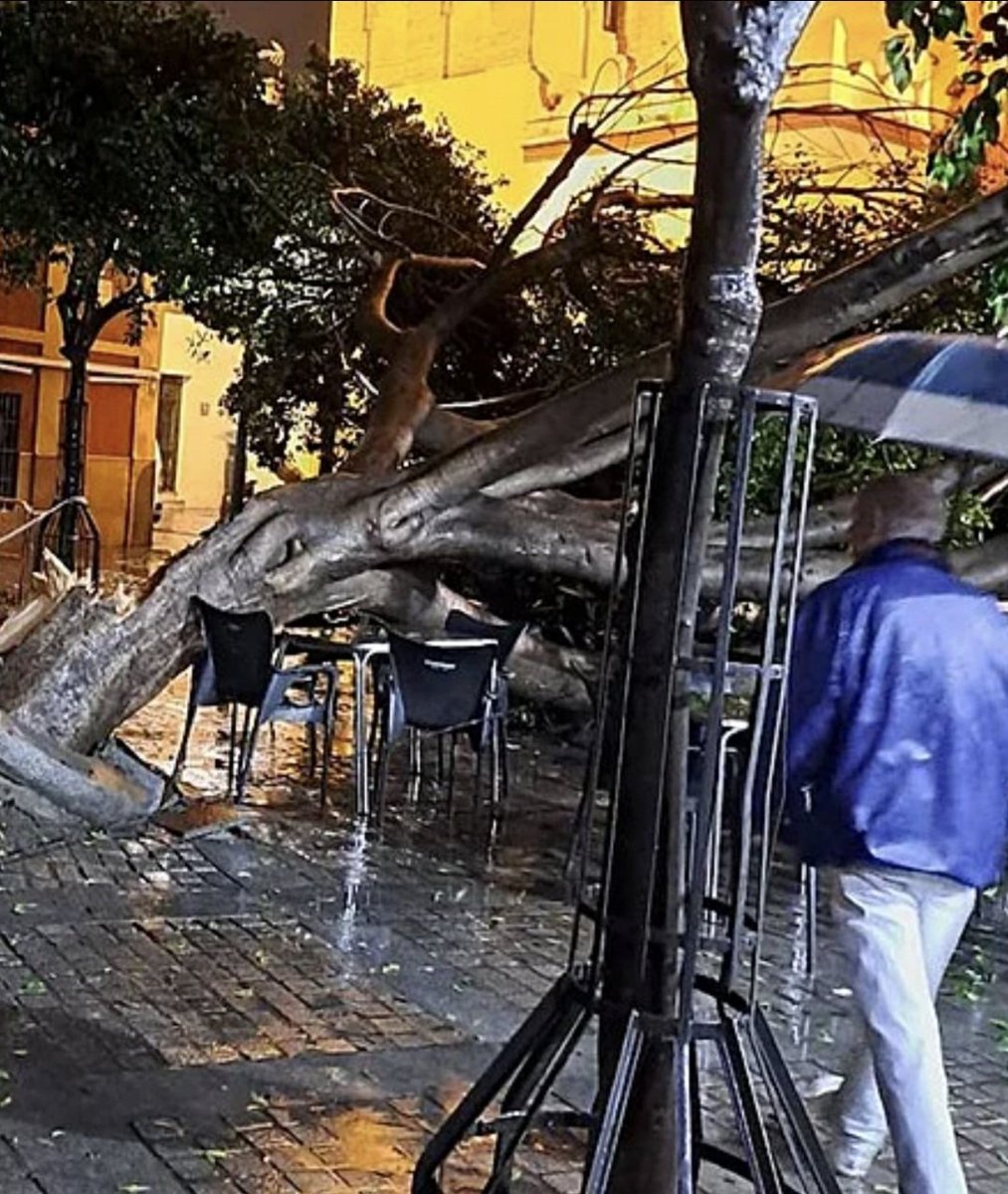 Gracias a Dios, sí, y no al Ayto., q permite una cantidad desorbitada d veladores ilegales en la Plazuela d Sta. Ana y en toda Sevilla, aún en los días d altísimo riesgo x inclemencias meteorológicas. Si hubiera habido gente en esos veladores la veríamos figurando en 1 funeral.