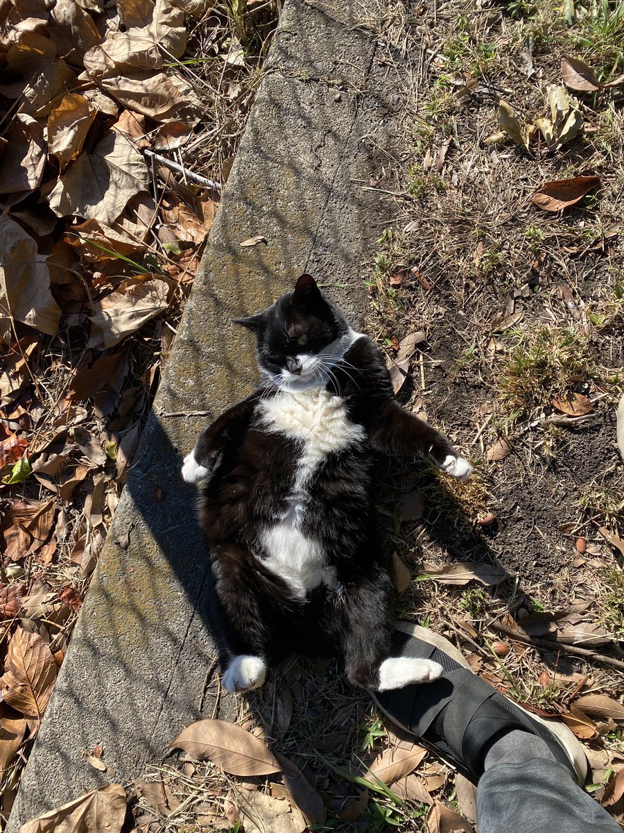 にゃん太郎 (@nyannyan__taro) / Posts / X