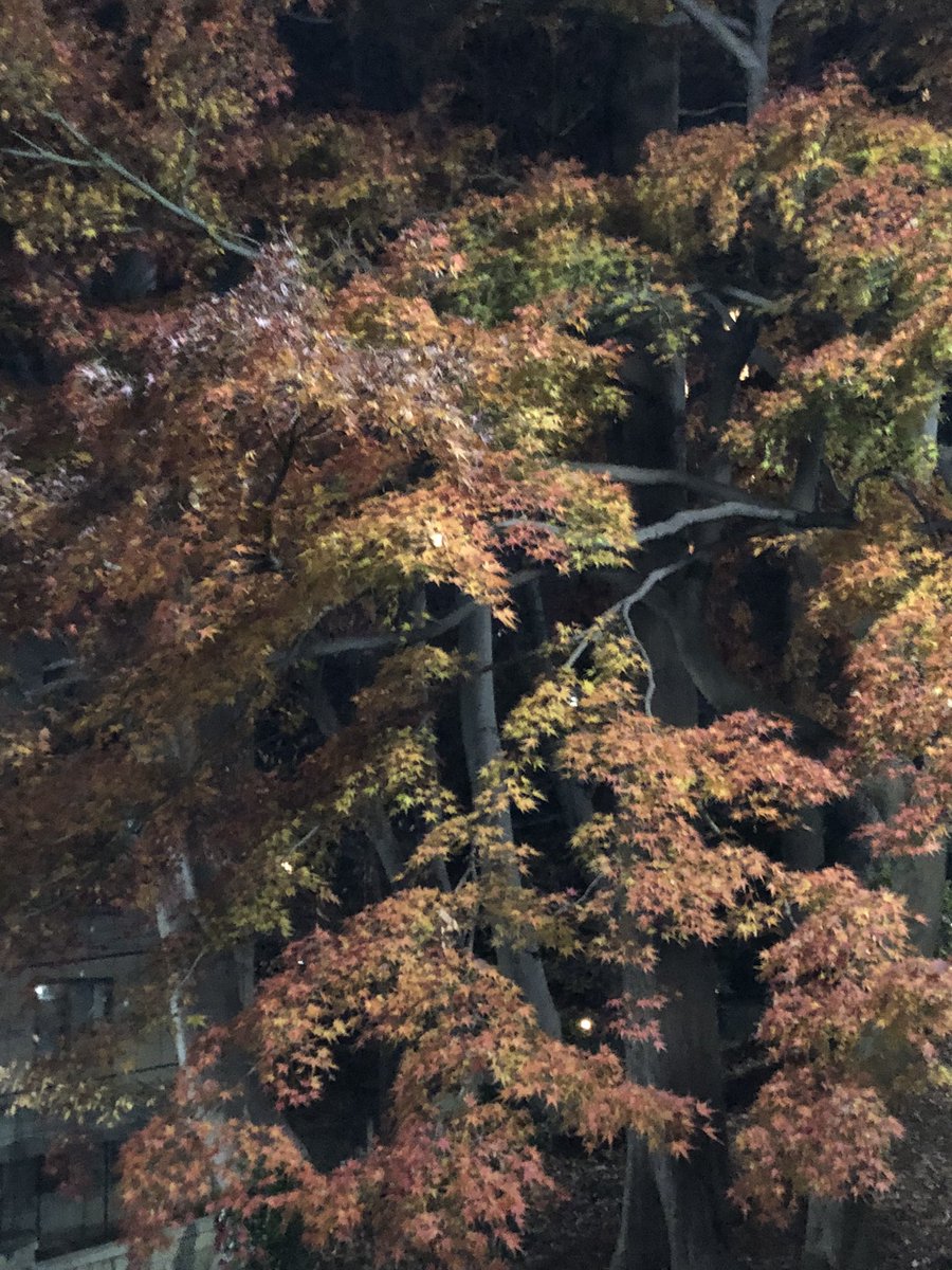 Naoco607's tweet image. 今年は紅葉🍁を見逃したかな😅
いまごろ　遅いスタートの紅葉を愛でてる🍁
もうすぐクリスマス、、、🎅🎄、、、ほんまかぃな😅