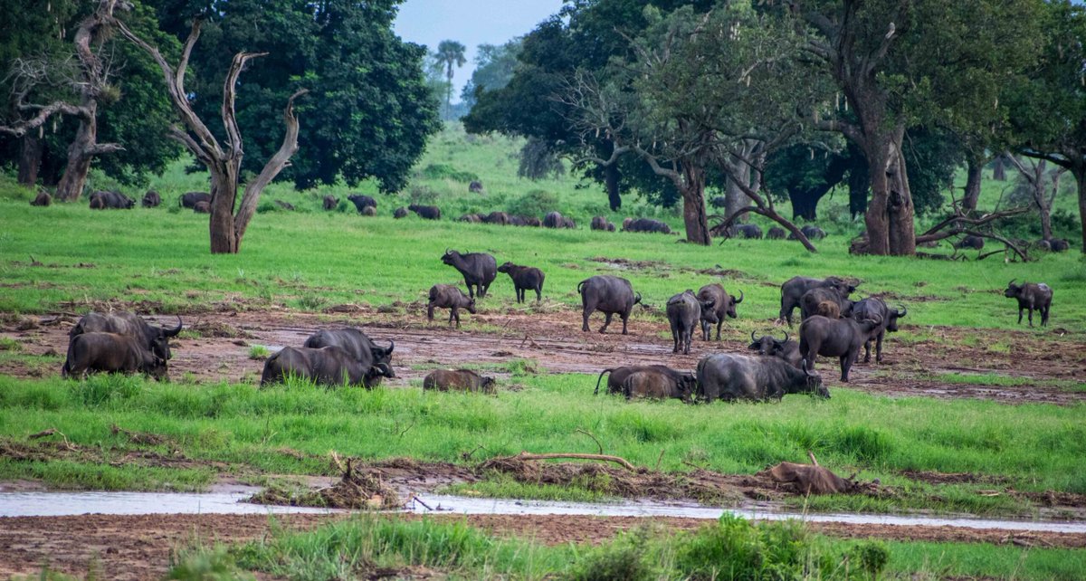 Visit_UG's tweet photo. KIDEPO VALLEY NATIONAL PARK: 

5 Days, 4 Nights Christmas/New Years in The Wild Experience, for departure dates, costs and itinerary, kindly visit us  https://t.co/8qtDCJB1ae https://t.co/e3kGwH6VFN