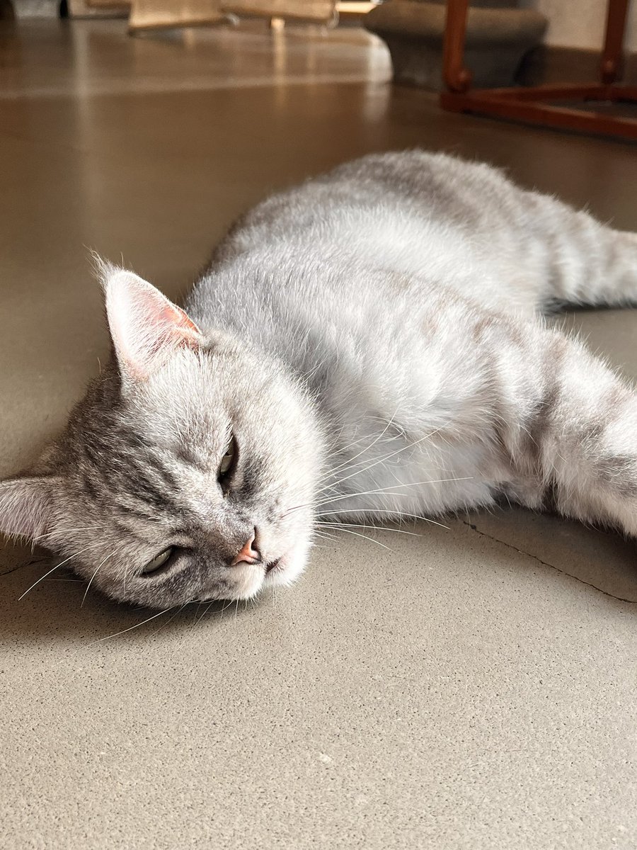 ねこころね ページ ねこころね (@frlztete) / Posts / X