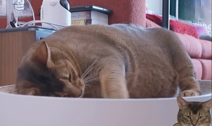 ขลั่ยก็หายแล้วยังโดนแปะป้ายแมวท้องแก่อีก😞