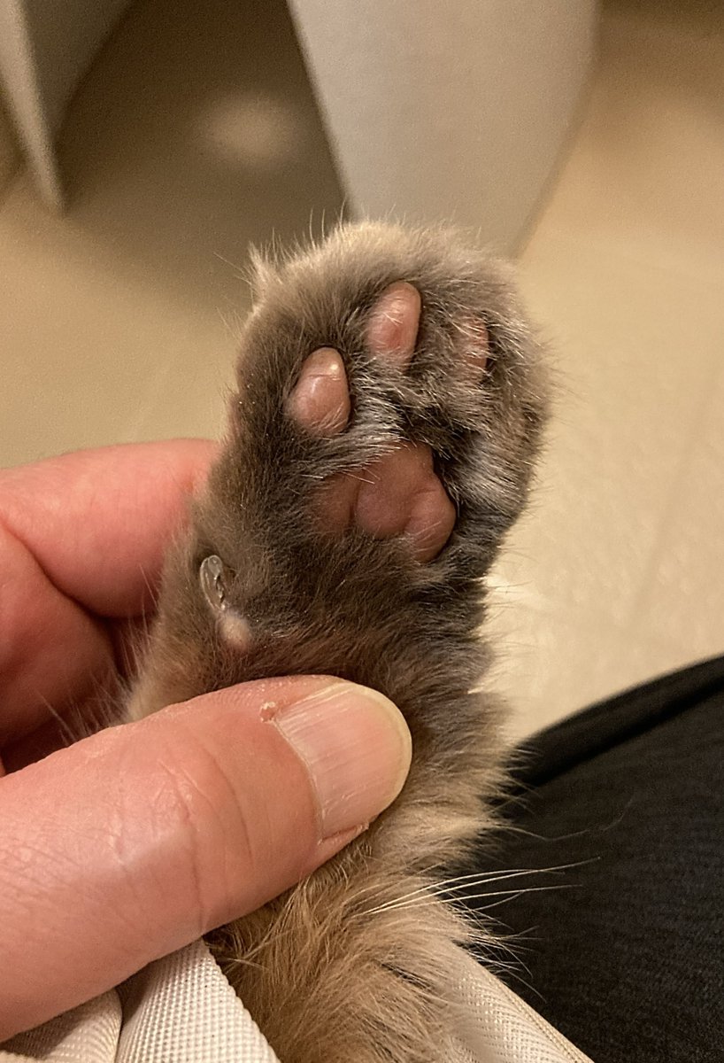 Richthofen68's tweet photo. 🐾໊ ちょっとメンテをサボってました (^O^;) https://t.co/MDLBp1AtLL
