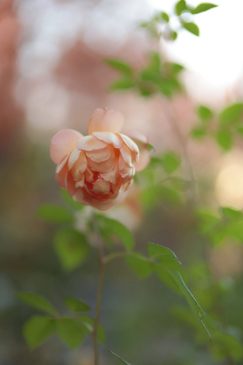 穏やかな表情を切り取る一枚。とても好きです。 穏やかな表情を切り取る一枚。とても好きです。