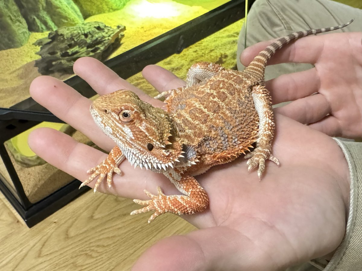 Hi____2360's tweet photo. かった🦎 https://t.co/OfAMglB5WI