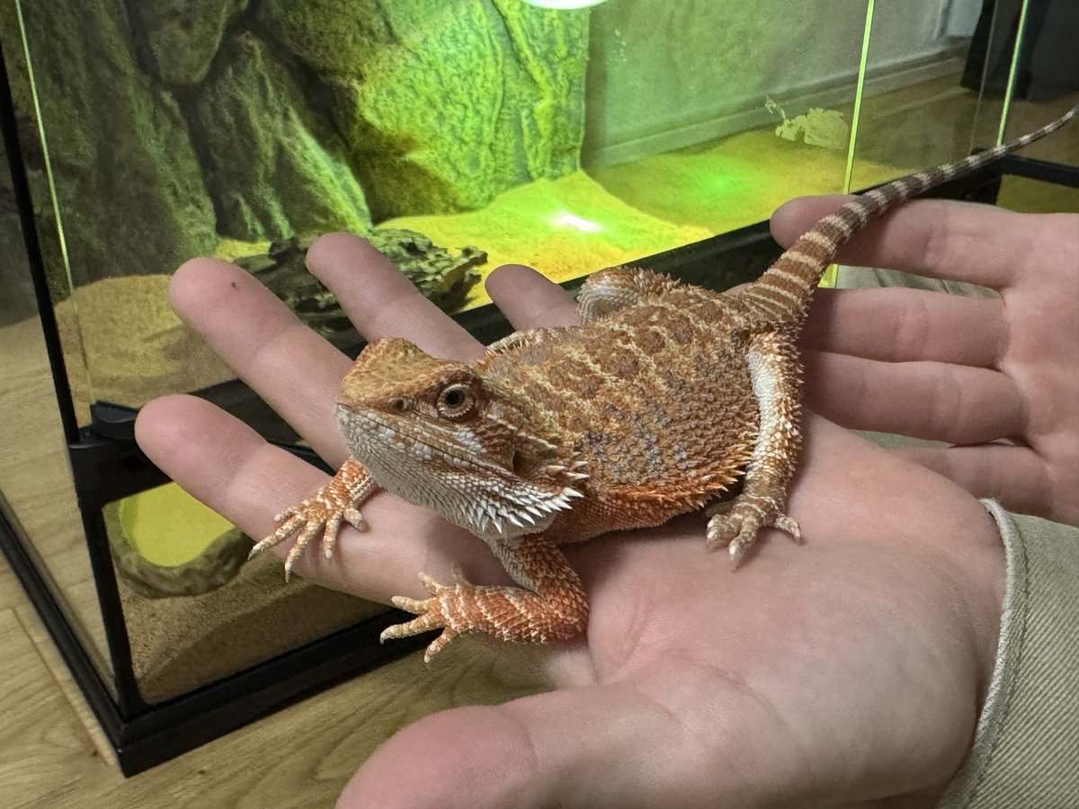 Hi____2360's tweet photo. かった🦎 https://t.co/OfAMglB5WI