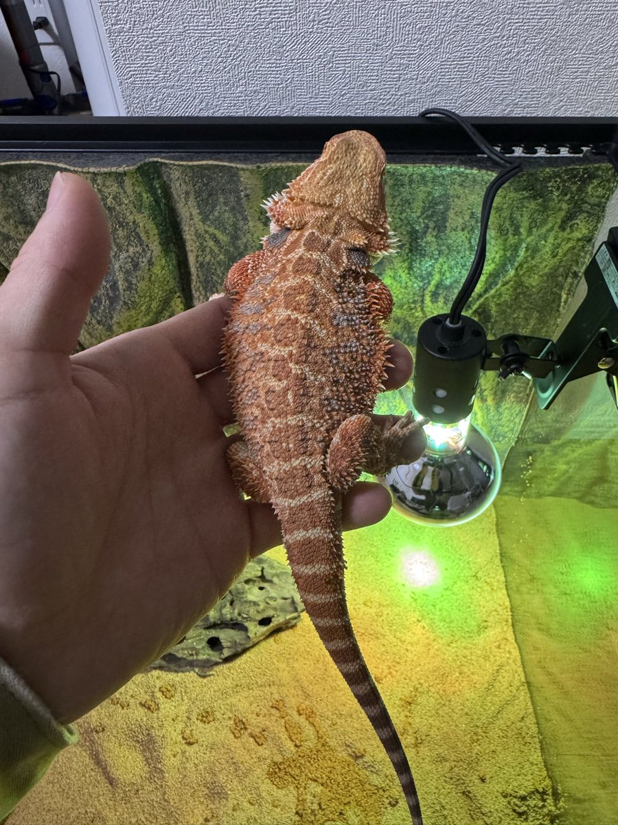 Hi____2360's tweet photo. かった🦎 https://t.co/OfAMglB5WI