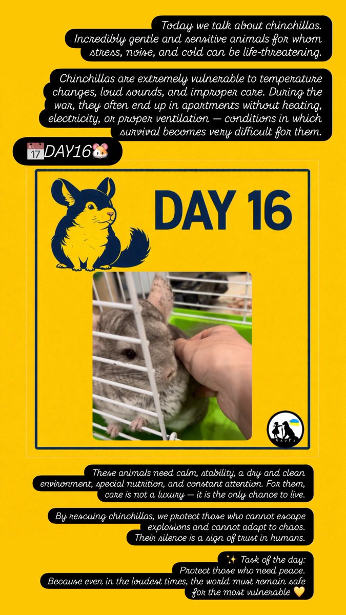 📅Days 15–16 — Guinea Pigs &amp; Chinchillas🦦🐹
Fragile lives, fully dependent on humans.
Cold, stress, and war can be fatal.

💛💙 Donate to keep them safe 🐾