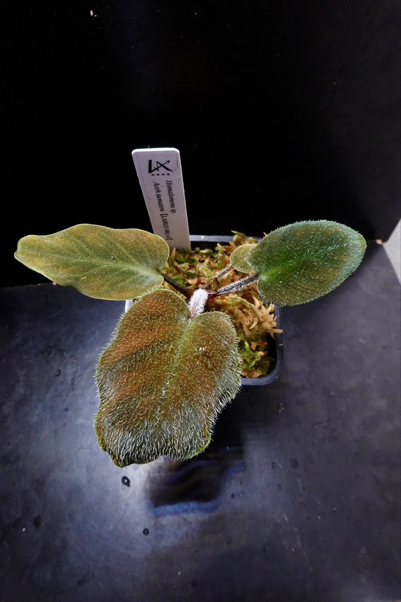 のび太 (@8PuxvOvCCRTys2f) / Posts and Replies / X