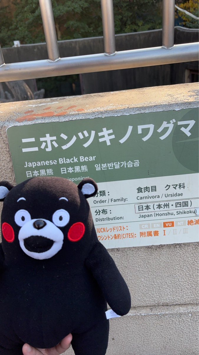 ニホンツキノワグマを見に来た Kumamoto Black Bear🐻‍ (Photo by 妹