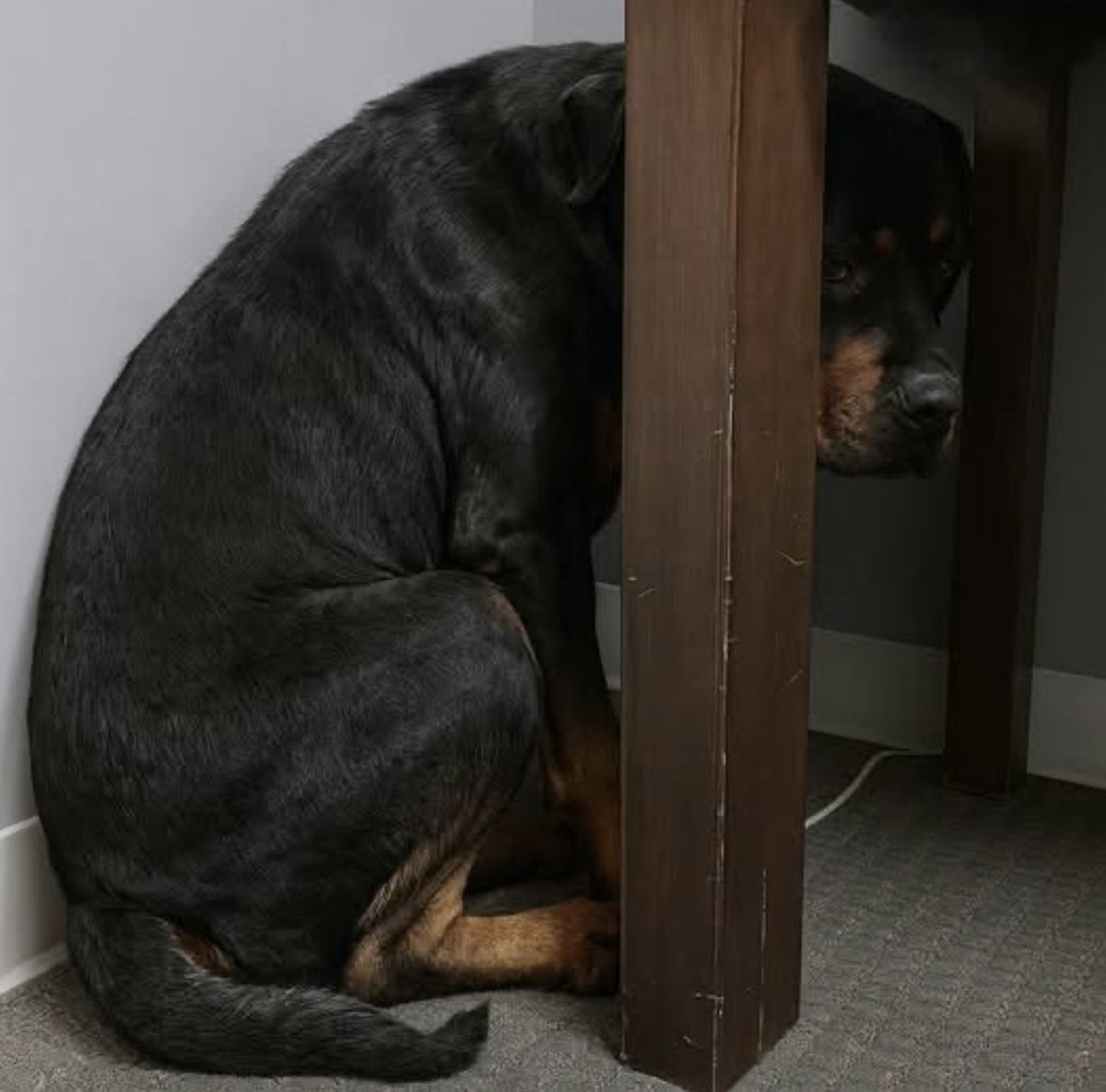 Cancer chez le chien : 12 signes qui doivent vous alerter !, image size:1200x1185