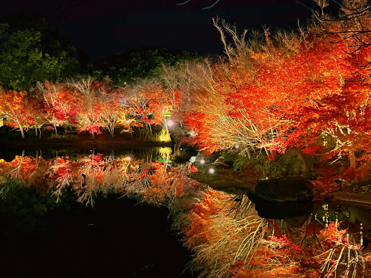 Limeeee17's tweet photo. イルミネーション見てきた✨
綺麗な紅葉も見れたし大満足😽 https://t.co/ycXhC21Rx4