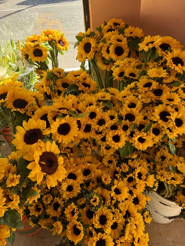 sunflowerchives's tweet image. beautiful🌻