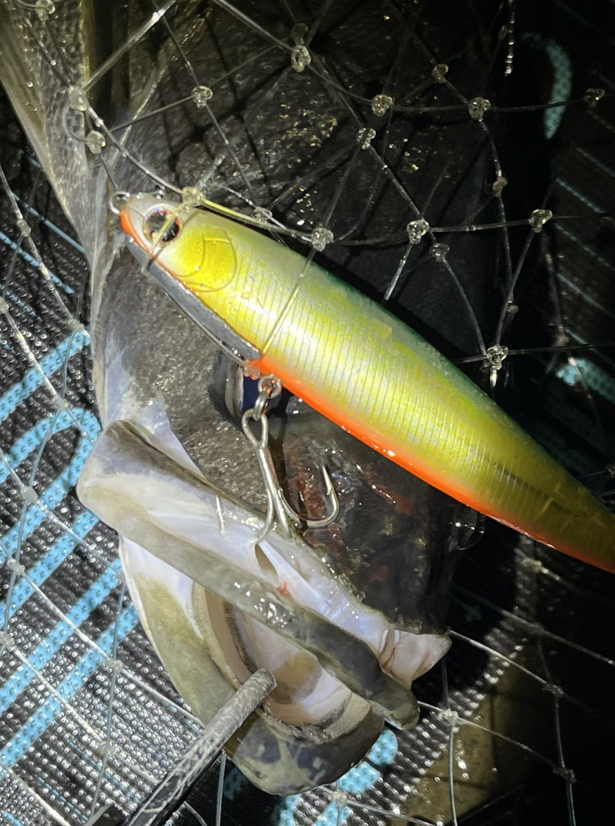 GONZO＠（hayaken) (@GONZOUDAIWA) / Posts / X