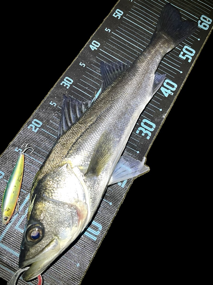 GONZO＠（hayaken) (@GONZOUDAIWA) / Posts / X