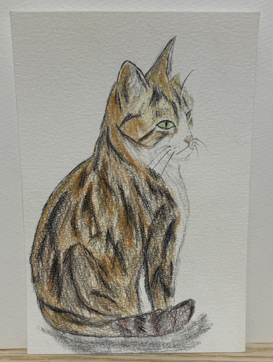 Tetsu　猫　鉛筆画　原画