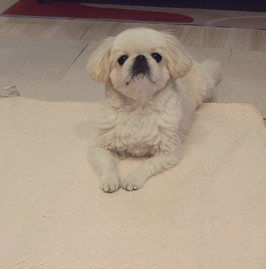 むぎくん (@muuuugi76) / Posts / X