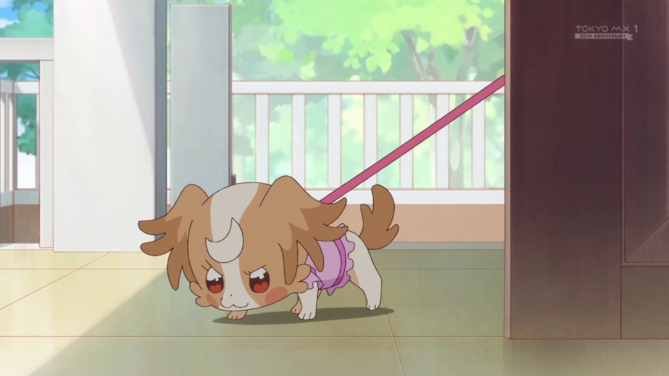 こむぎはかわいいなぁ #precure #tokyomx 