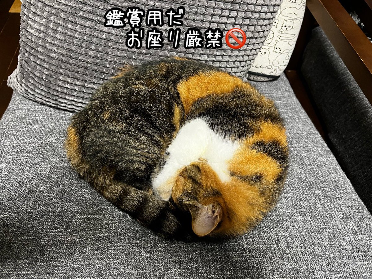 ねこねこ空港 (@nekoneko747) / Posts / X