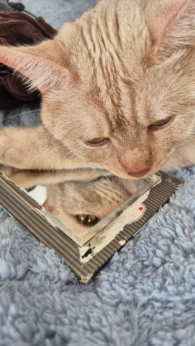 Bizim ayna düşkünlüğü...