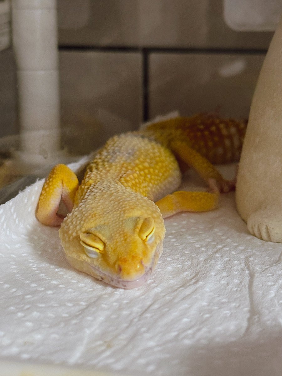 Alexia🐛 (@lexia980) / Posts / X