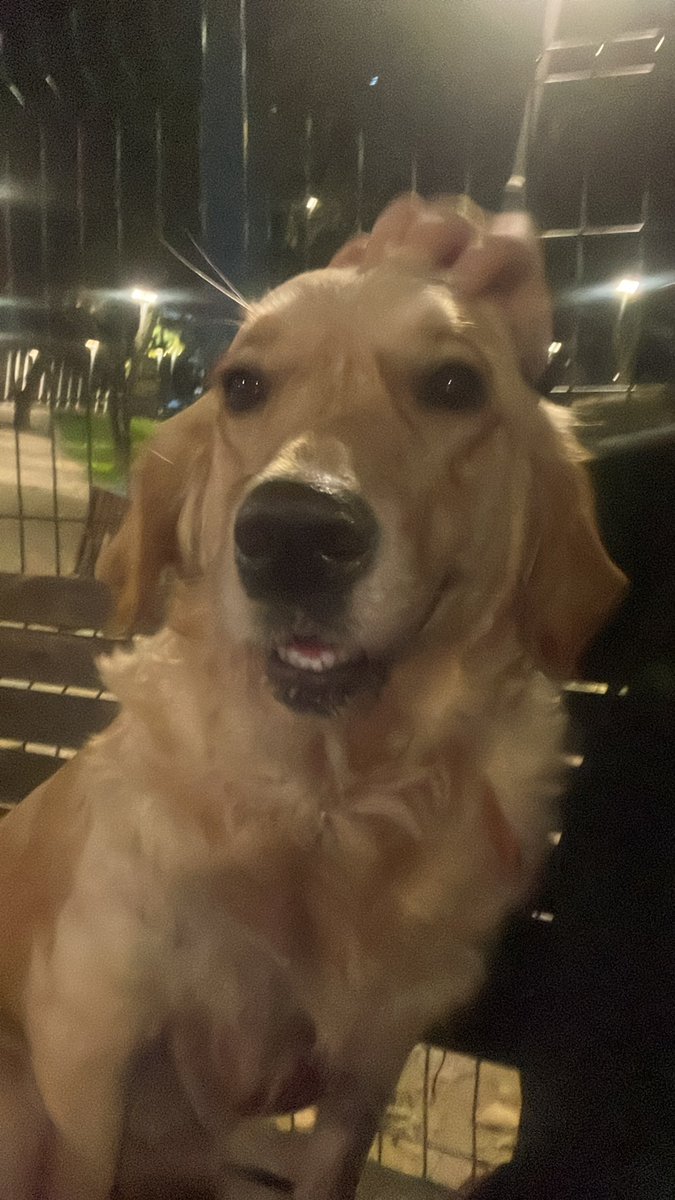 Merhabalar, bu güzeller güzeli kızın kısırlaştırması için 25 Aralık Perşembe günü 11.30’da Çekmeköy’de olmamız gerekiyor. Beşiktaş’tan Çekmeköy’e, ameliyat çıkışında da yeniden Beşiktaş’a bırakabilecek biri var mıdır?