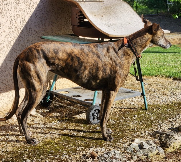 17.12.25 Perdue chienne Lévrier bringée à Gaillac (vers clinique véto Gaillacoise). "Mali". Collier bandana noir. Tél proprio : 07 60 60 07 16 ou contactez le véto. #Tarn #chien