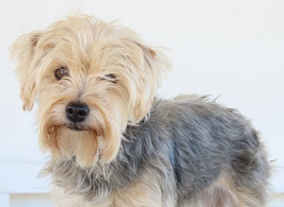 #VALENCIA
#NEREA es esta bellísima perrita de 9 años y 8 Kg que se ha quedado sin su persona tras su fallecimiento.

Es sociable con perros 🐶 y con personas 👨‍👩‍👧. Una compañera tranquila y cariñosa, ideal para alguien que busque una perrita adulta, agradecida y llena de ternura