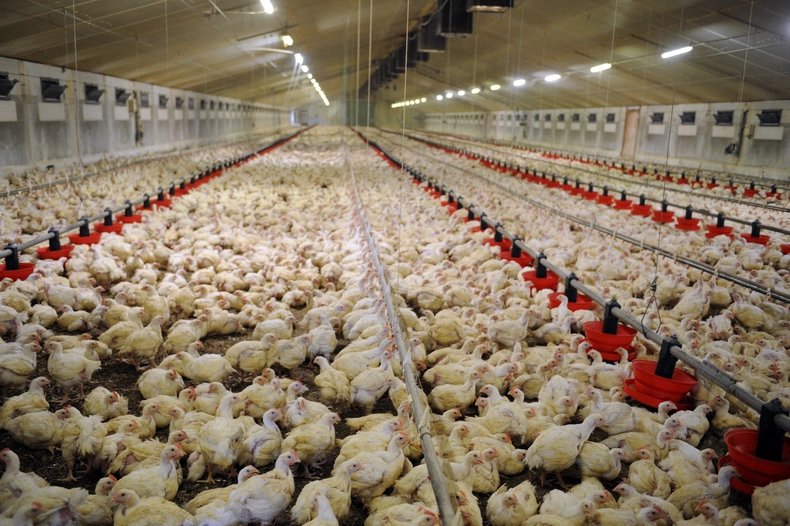 👉😱
    👉 🐔
        👉 100% des poulets dans les cantines françaises sont ukrainiens. Vos enfants, nos enfants mangent du poulet avec des antibiotiques, eau de javel, etc., dans nos cantines françaises, trouvez-vous ça normal ❓️
🚨Info cnews Eric DE RIEDMATTEN🚨
.