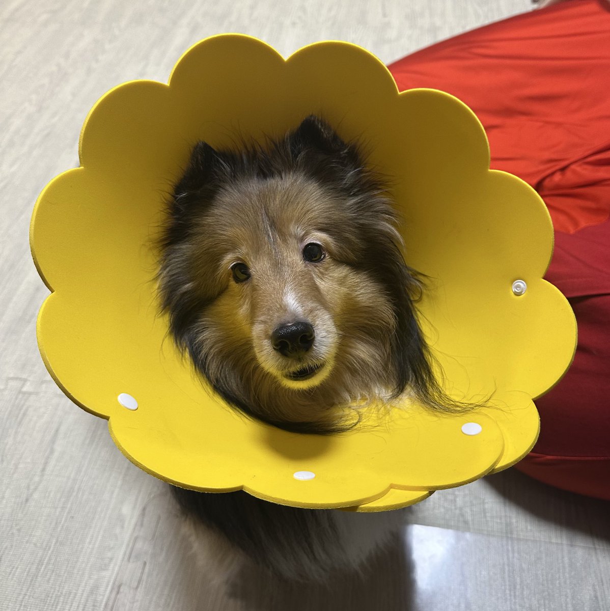 目の検査を受けさせようと思った時に買ったカラーが届いたのでつけさせ