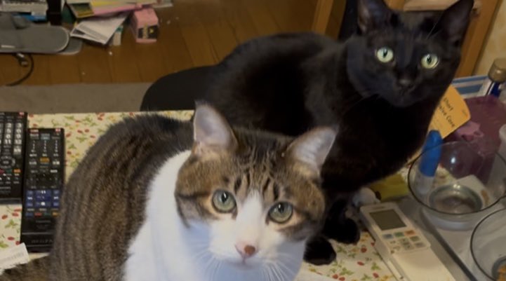 おやつの🍪時間かにゃ〜💛💙