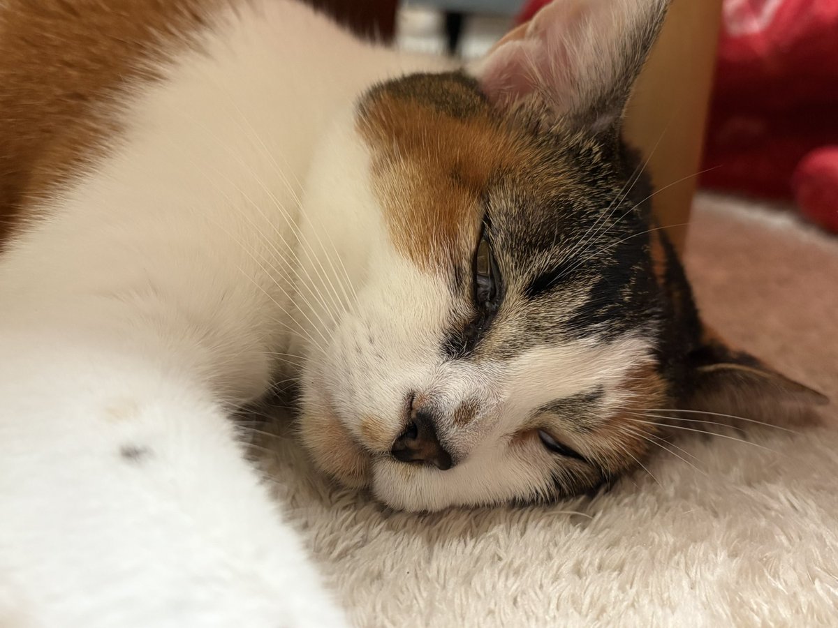 スヤスヤのちゅんちゅ
ちょっと目を開けて瞬膜が見えてます笑